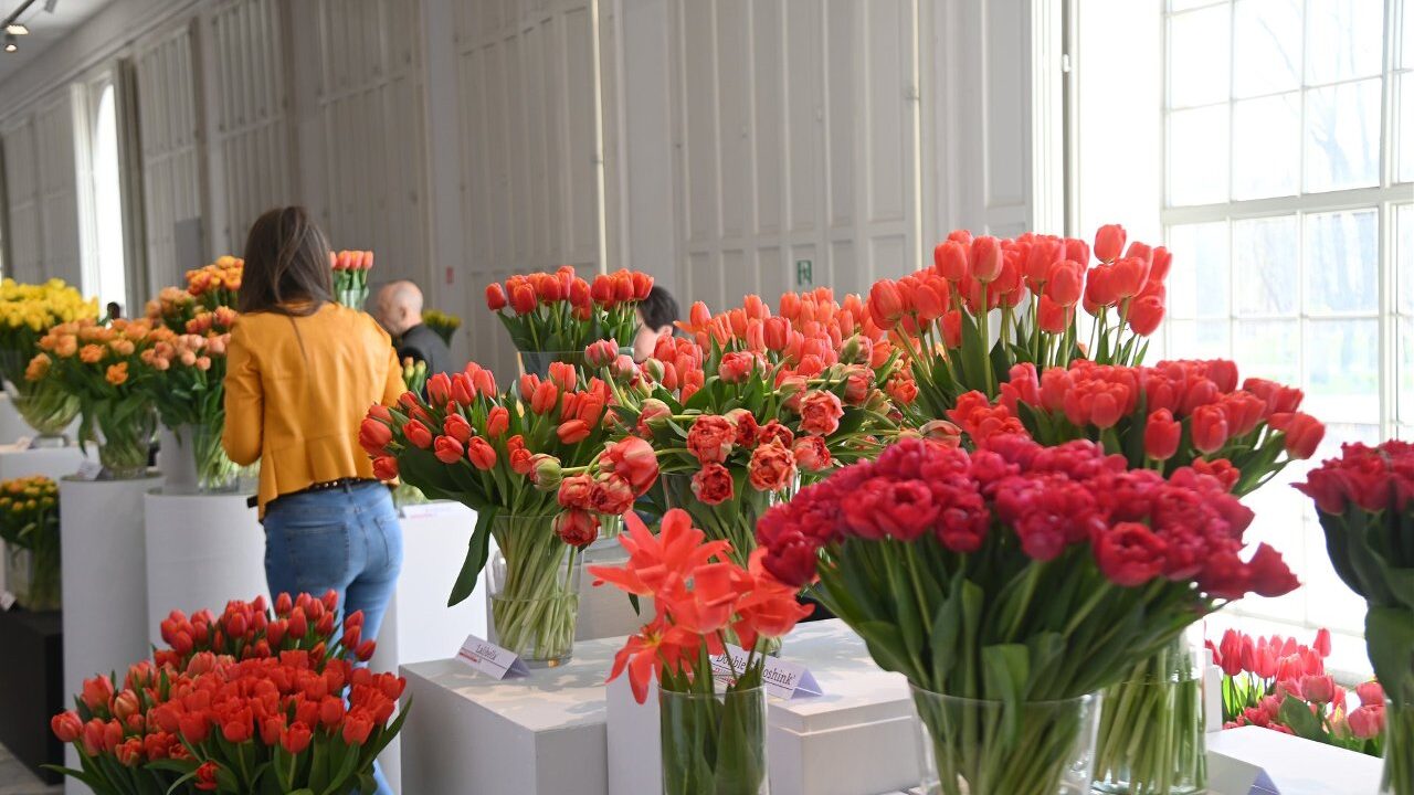 Тысячи тюльпанов и десятки сортов: в Варшаве пройдет масштабная весенняя выставка